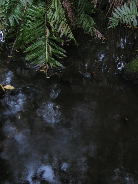 Dominican Republic 133.jpg